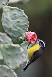 Bananaquit